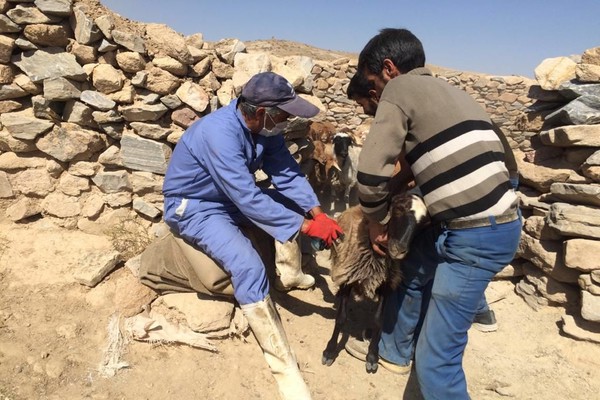 تزریق بیش از ۵۶ هزار نوبت سر واکسن آبله گوسفند و بز در شهرستان طرقبه شاندیز    