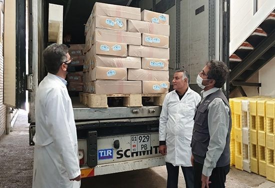 صادرات بیش از ۴۰ تن دنبه از شهرستان طرقبه شاندیز به کشورهای همسایه  