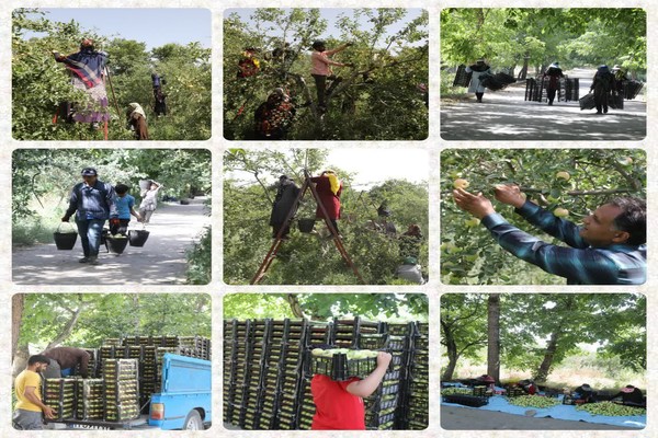 برداشت 37.5 تن سیب از باغات موقوفه عبدالله رضوی شاندیز 